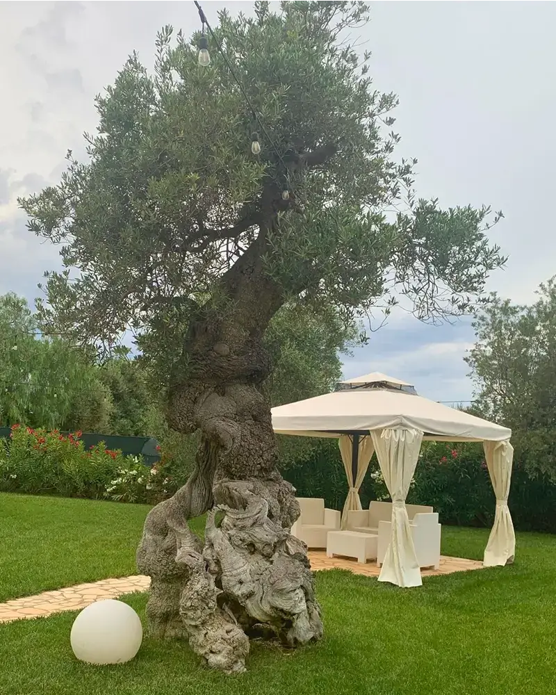 Giardino con ulivo secolare e gazebo bianco - Tenuta Verdolivo Ostuni